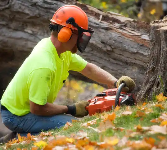 tree services Navarre